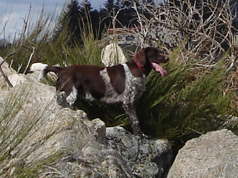 Helsie Vom hundegelaut